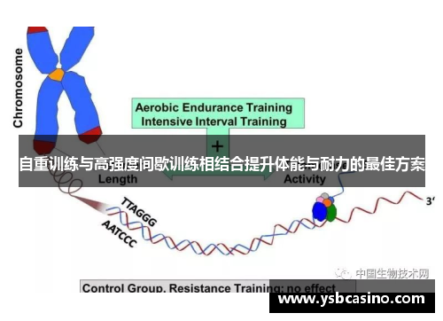 自重训练与高强度间歇训练相结合提升体能与耐力的最佳方案